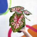 Caladium 'Carolyn Whorton' - Sprouts of Bristol