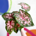 Caladium 'Carolyn Whorton' - Sprouts of Bristol
