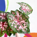 Caladium 'Carolyn Whorton' - Sprouts of Bristol