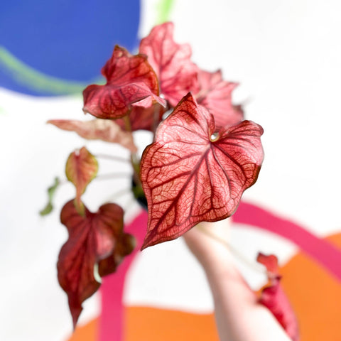 Caladium 'Desert Sunset' - Sprouts of Bristol