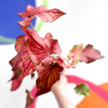 Caladium 'Desert Sunset' - Sprouts of Bristol