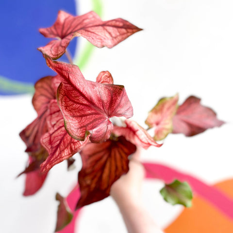 Caladium 'Desert Sunset' - Sprouts of Bristol