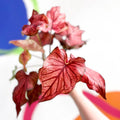 Caladium 'Desert Sunset' - Sprouts of Bristol