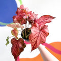 Caladium 'Desert Sunset' - Sprouts of Bristol