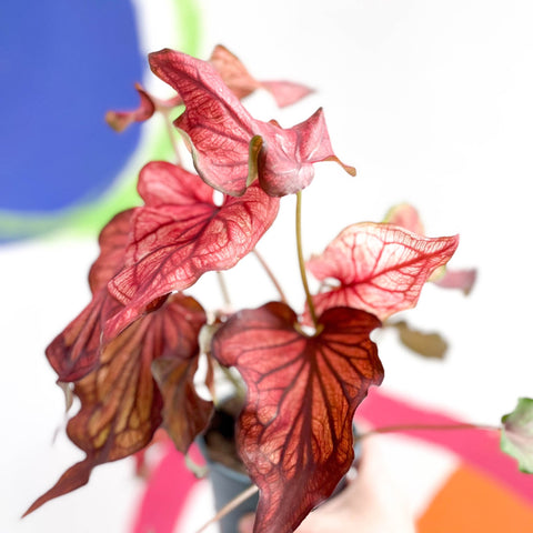 Caladium 'Desert Sunset' - Sprouts of Bristol