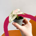 Caladium 'Kelly' - Sprouts of Bristol