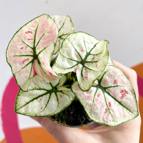 Caladium 'Kelly' - Sprouts of Bristol