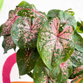 Caladium 'Pink Beauty' - Sprouts of Bristol