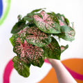 Caladium 'Pink Beauty' - Sprouts of Bristol