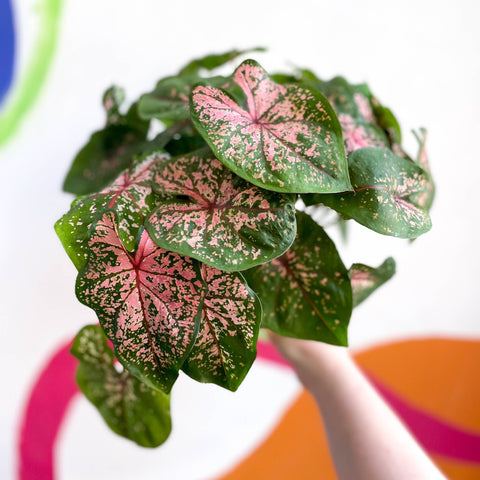 Caladium 'Pink Beauty' - Sprouts of Bristol