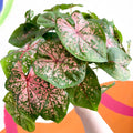 Caladium 'Pink Beauty' - Sprouts of Bristol