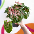 Caladium 'Pink Beauty' - Sprouts of Bristol