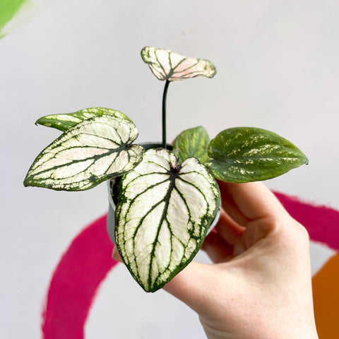 Caladium 'Pliage' - Sprouts of Bristol