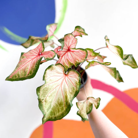 Caladium 'Roze' - Sprouts of Bristol