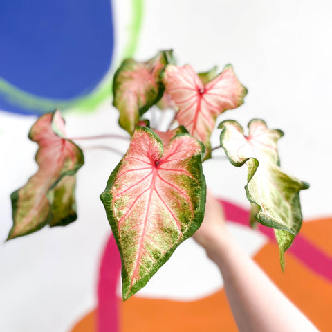 Caladium 'Roze' - Sprouts of Bristol