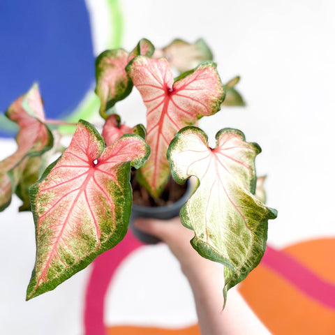 Caladium 'Roze' - Sprouts of Bristol