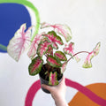 Caladium 'Summer Pink' - Sprouts of Bristol
