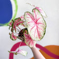 Caladium 'Summer Pink' - Sprouts of Bristol