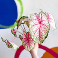 Caladium 'Summer Pink' - Sprouts of Bristol