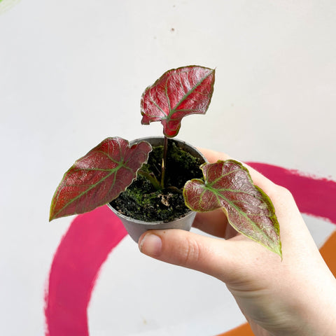 Caladium 'Valentina' - Sprouts of Bristol