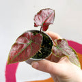 Caladium 'Valentina' - Sprouts of Bristol
