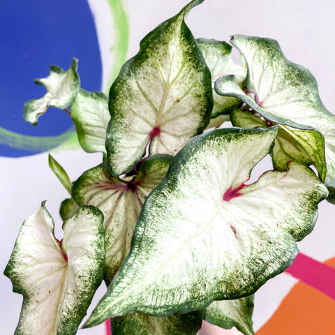 Caladium 'White Delight' - Sprouts of Bristol