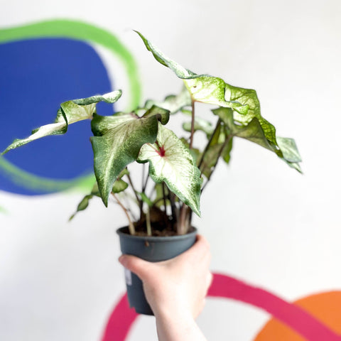 Caladium 'White Delight' - Sprouts of Bristol