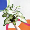 Caladium 'White Delight' - Sprouts of Bristol