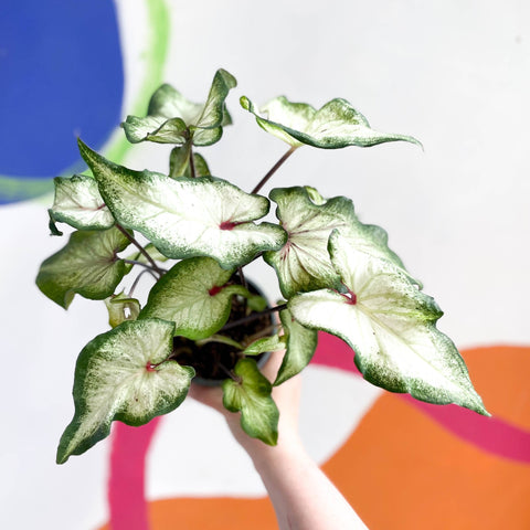 Caladium 'White Delight' - Sprouts of Bristol