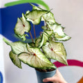 Caladium 'White Star' - Sprouts of Bristol