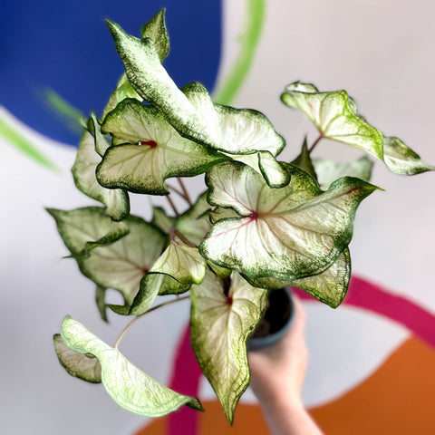 Caladium 'White Star' - Sprouts of Bristol
