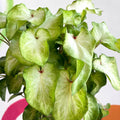 Caladium 'White Wing' - Sprouts of Bristol