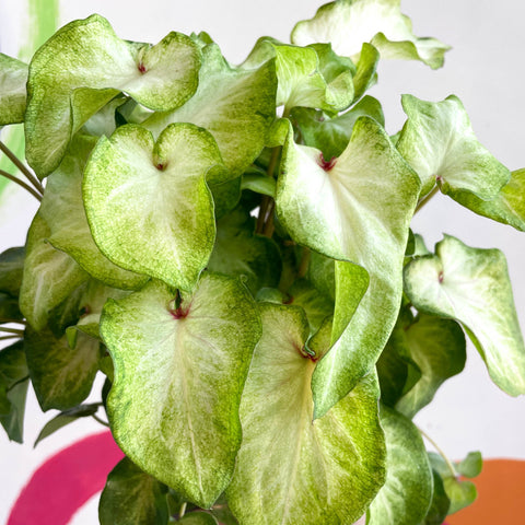 Caladium 'White Wing' - Sprouts of Bristol