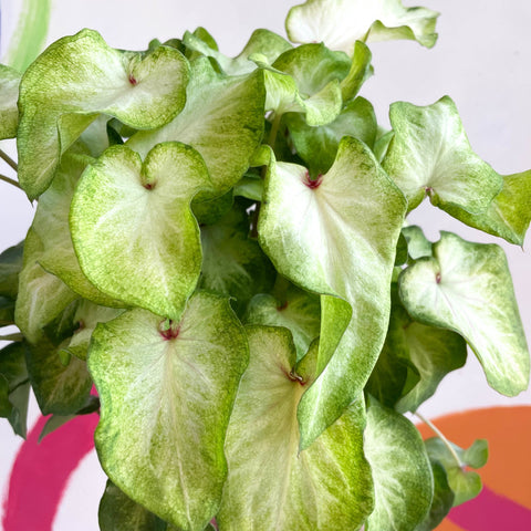 Caladium 'White Wing' - Sprouts of Bristol