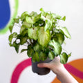 Caladium 'White Wing' - Sprouts of Bristol
