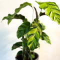 Calathea / Ctenanthe - Sprouts of Bristol