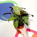 Calathea lietzei 'Greenstar' - Sprouts of Bristol