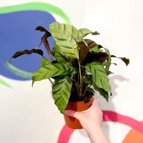 Calathea lietzei 'Greenstar' - Sprouts of Bristol