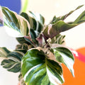 Calathea lietzei 'White Fusion' - British Grown - Sprouts of Bristol