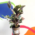 Calathea lietzei 'White Fusion' - British Grown - Sprouts of Bristol