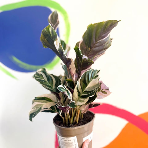 Calathea lietzei 'White Fusion' - British Grown - Sprouts of Bristol