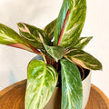 Calathea Magicstar - Stromanthe sanguinea 'Magicstar' - Sprouts of Bristol