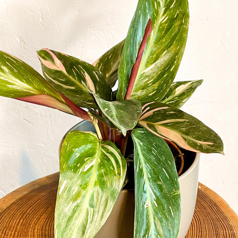 Calathea Magicstar - Stromanthe sanguinea 'Magicstar' - Sprouts of Bristol