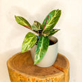 Calathea Magicstar - Stromanthe sanguinea 'Magicstar' - Sprouts of Bristol