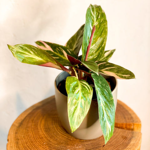 Calathea Magicstar - Stromanthe sanguinea 'Magicstar' - Sprouts of Bristol