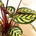 Calathea mysty - Sprouts of Bristol