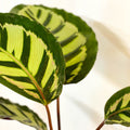 Calathea mysty - Sprouts of Bristol