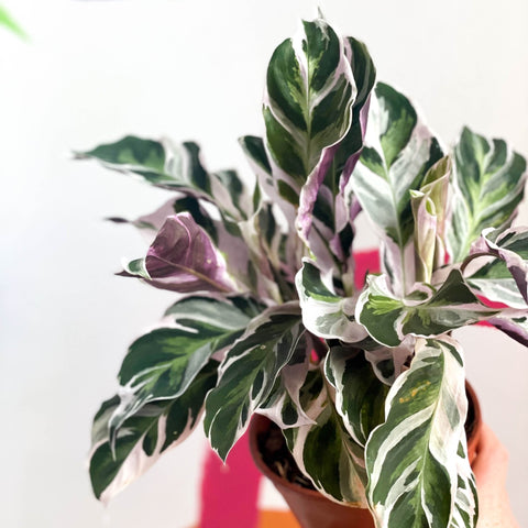 Calathea 'White Fusion' - Calathea lietzei - Sprouts of Bristol