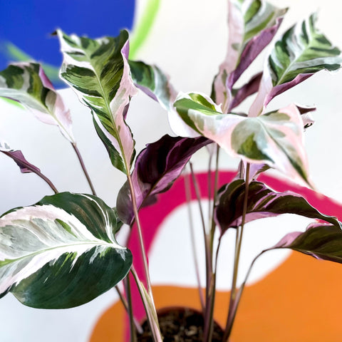 Calathea 'White Fusion' - Calathea lietzei - Sprouts of Bristol