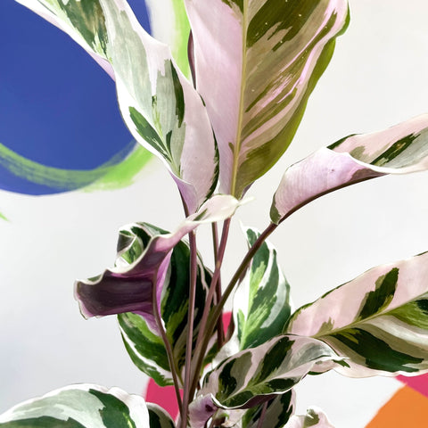 Calathea 'White Fusion' - Calathea lietzei - Sprouts of Bristol